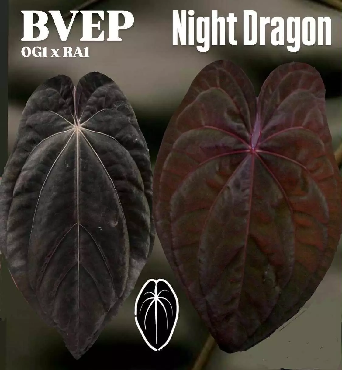 plant/BVEP OG1 x RA1 x Night Dragon-0