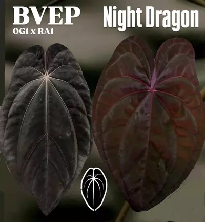 plant/BVEP OG1 x RA1 x Night Dragon-0-thumbnail