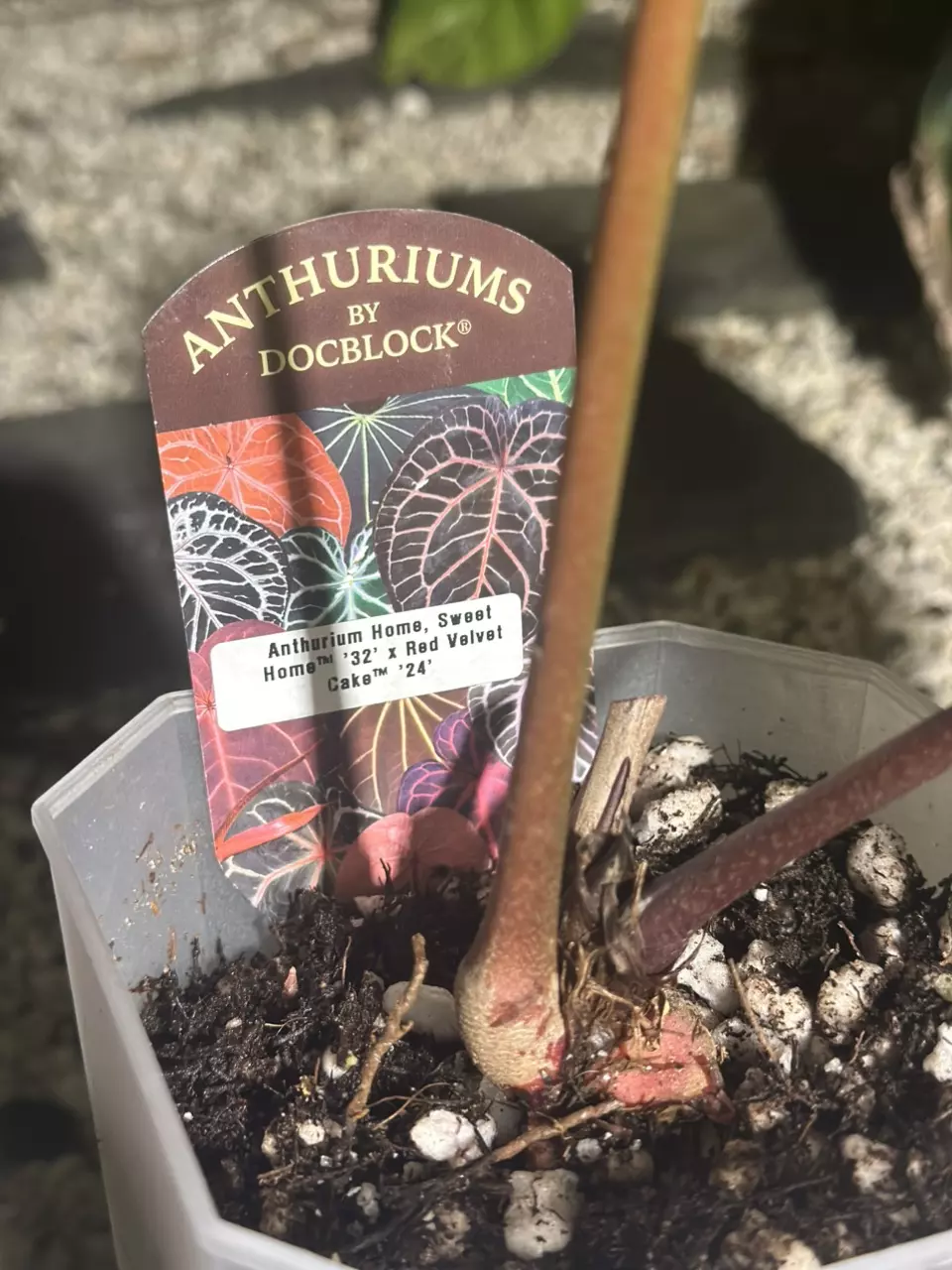 plant/Home Sweet Home 32’ x Red Velvet Cake 24’-3