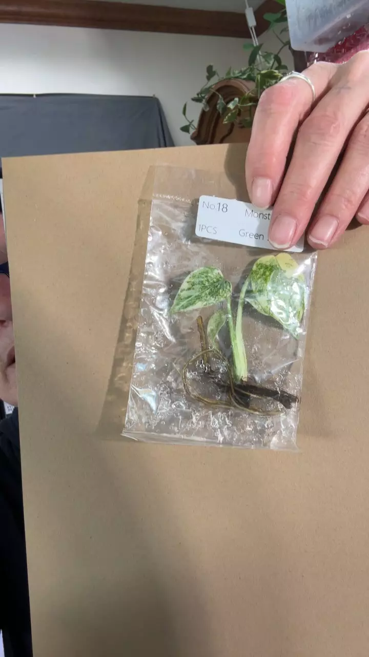 plant/monstera green snow tc-0