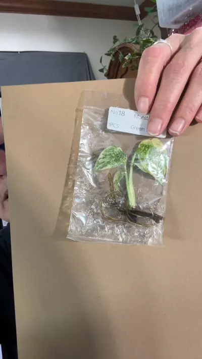 plant/monstera green snow tc-0-thumbnail