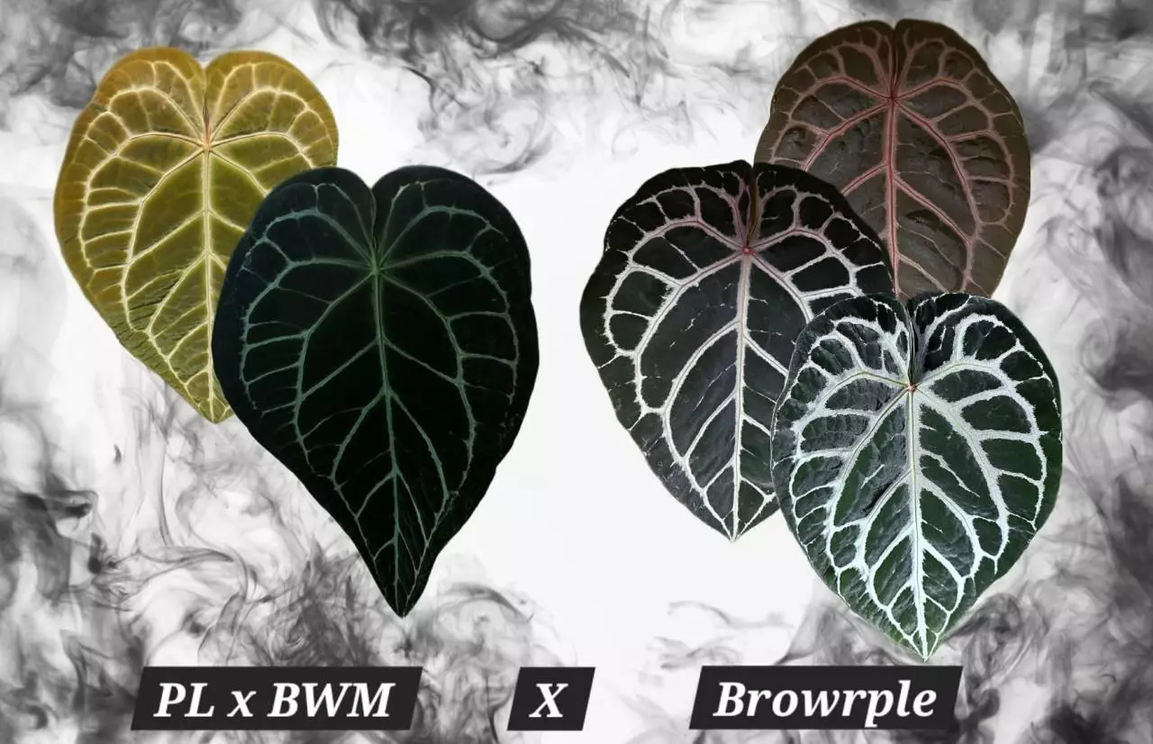 plant/x2 Seedlings (PL x BWM) x Browrple-0
