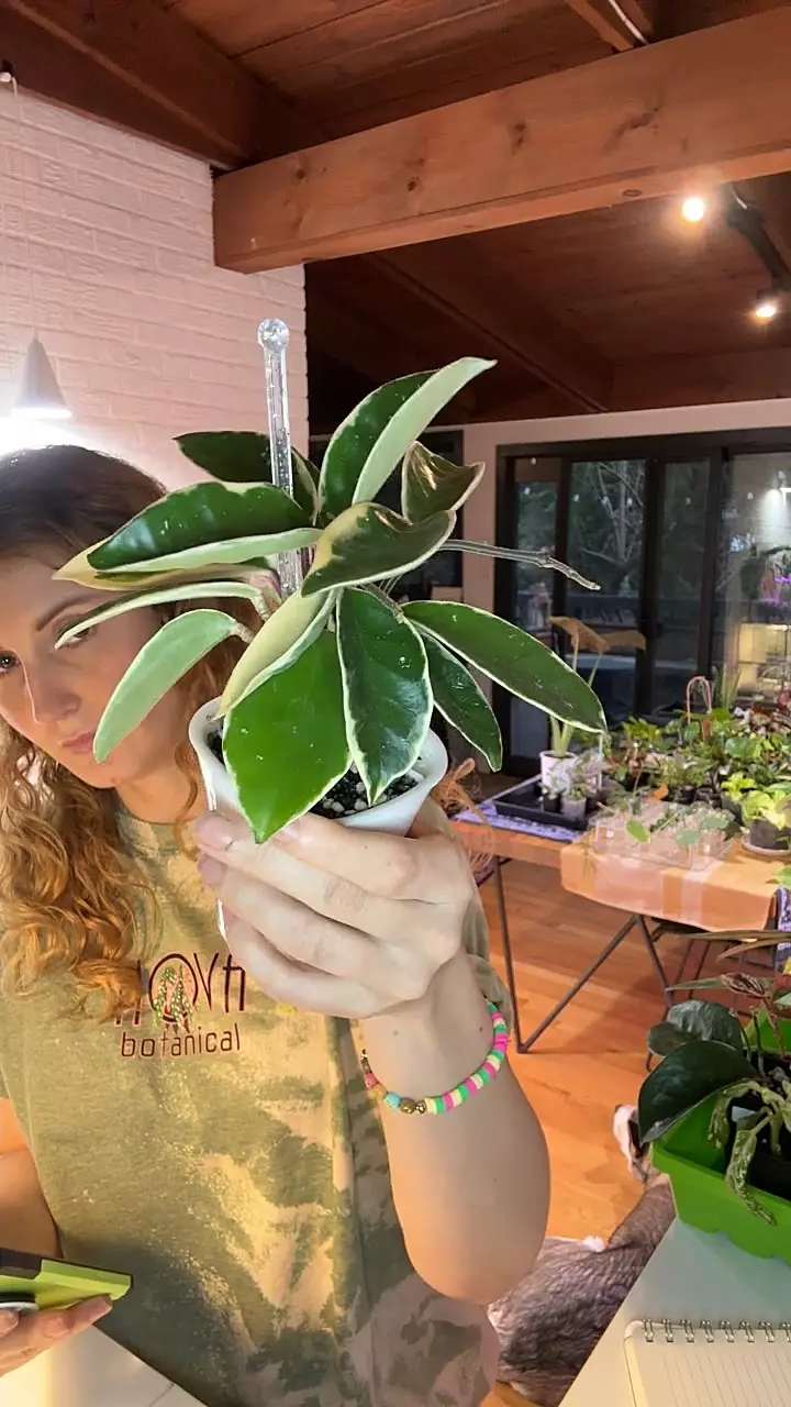 plant/Hoya carnosa krimson queen-0