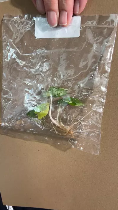 plant/Yucatán princess tc-0-thumbnail