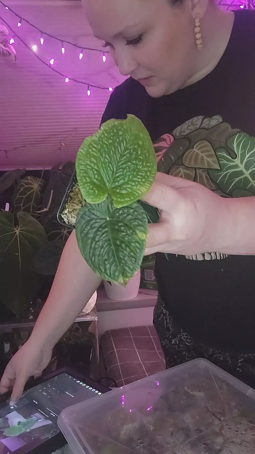 plant/Splendidum 0345-0