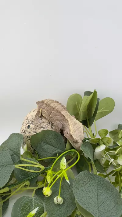 plant/35g Female Dark Phantom Tiger from Zero Gecko-0-thumbnail