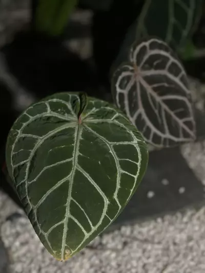 plant/Home Sweet Home 32’ x Red Velvet Cake 24’-2-thumbnail