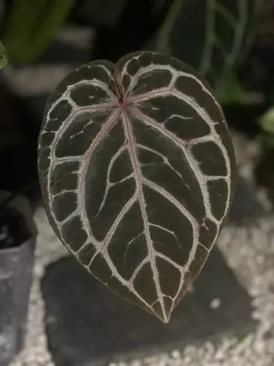 plant/Home Sweet Home 32’ x Red Velvet Cake 24’-1-thumbnail