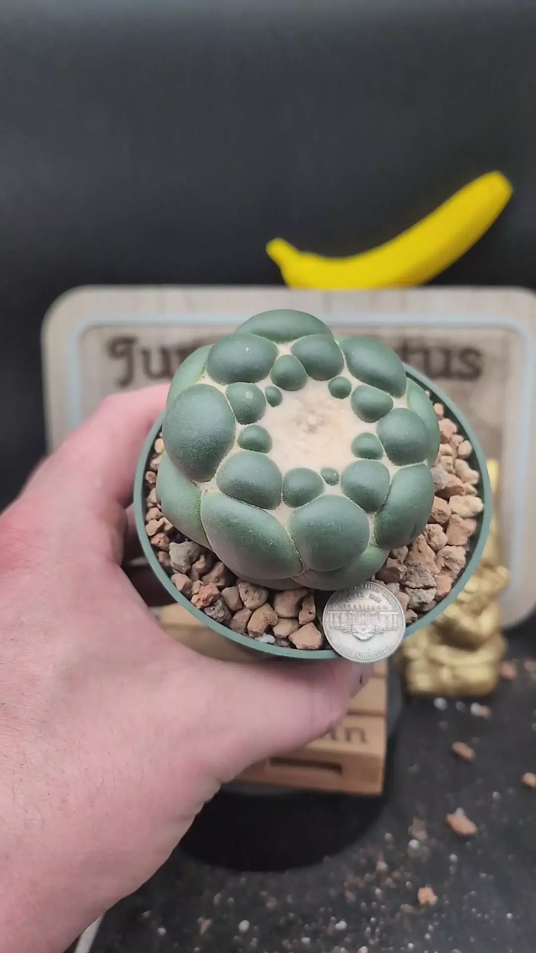 plant/m465 Cory inermis, 4" pot-0