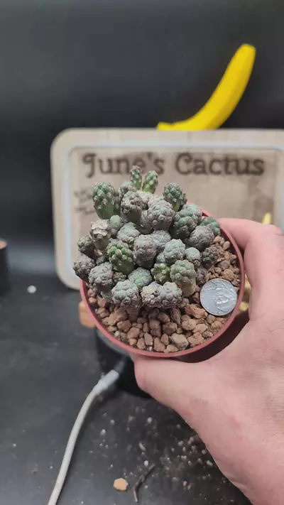 plant/m460 puna bonnieae 4" pot-0-thumbnail