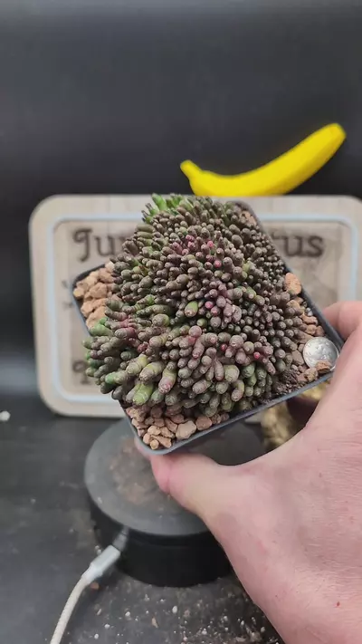 plant/m467 big mammillaria Fred 4" pot-0-thumbnail