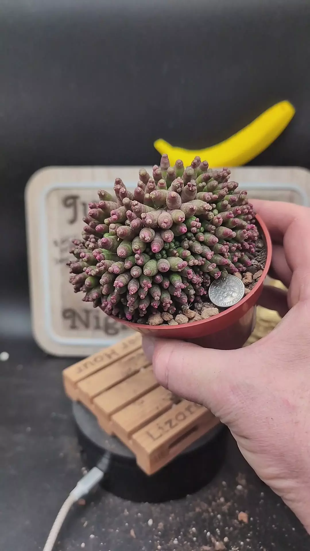 plant/m466 Mammillaria cv Fred 4" pot-0