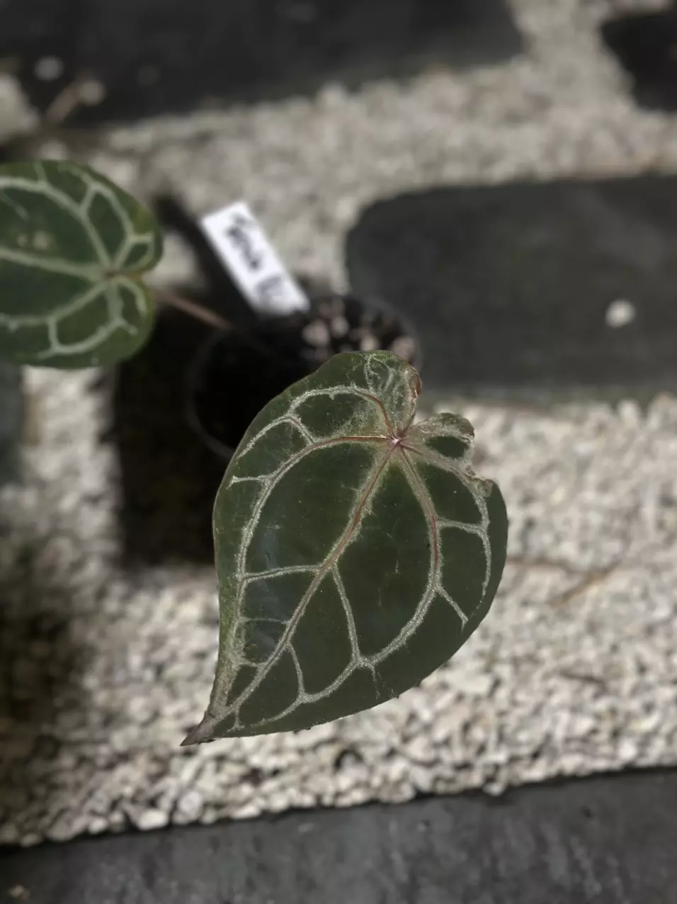 plant/Tezula Red Crystal-0