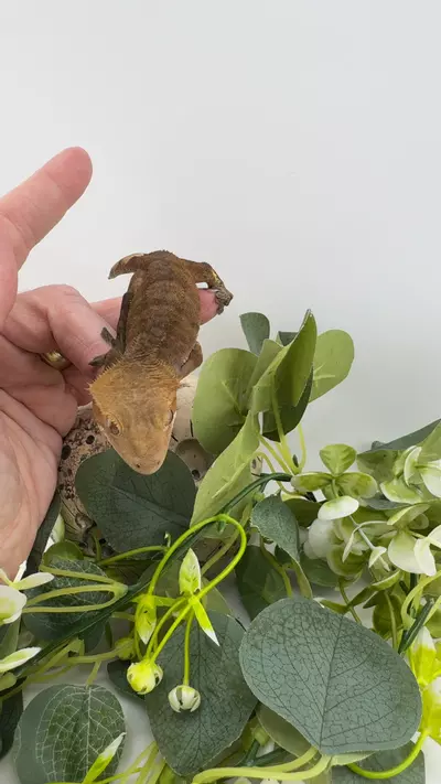 plant/24g NPV Tiger Phantom from The Gecko Room-0-thumbnail