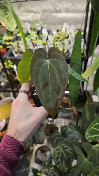 plant/BVEP OG1 x RA1 x Night Dragon-1-thumbnail