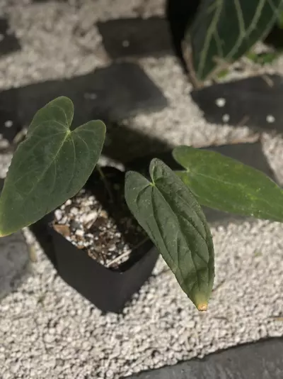 plant/(Midnight Velvet x Pap) x RVDP-0-thumbnail