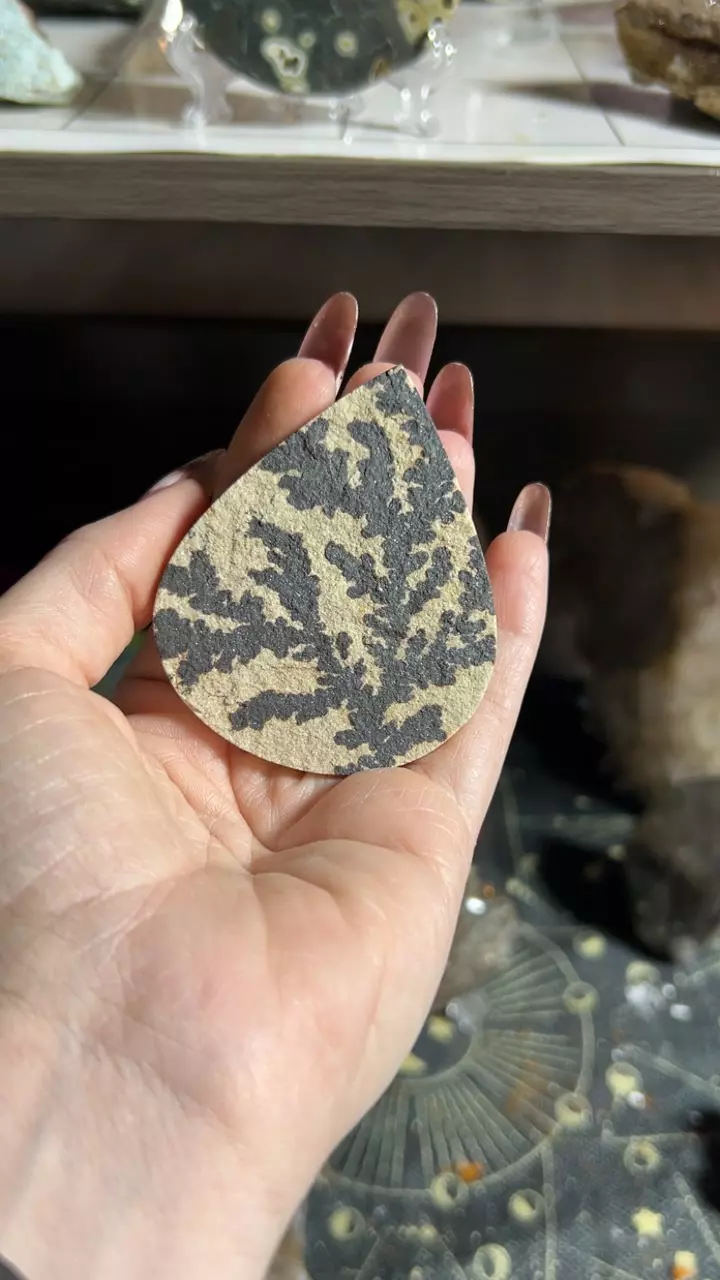 plant/Dendric sandstone w pyrite-0