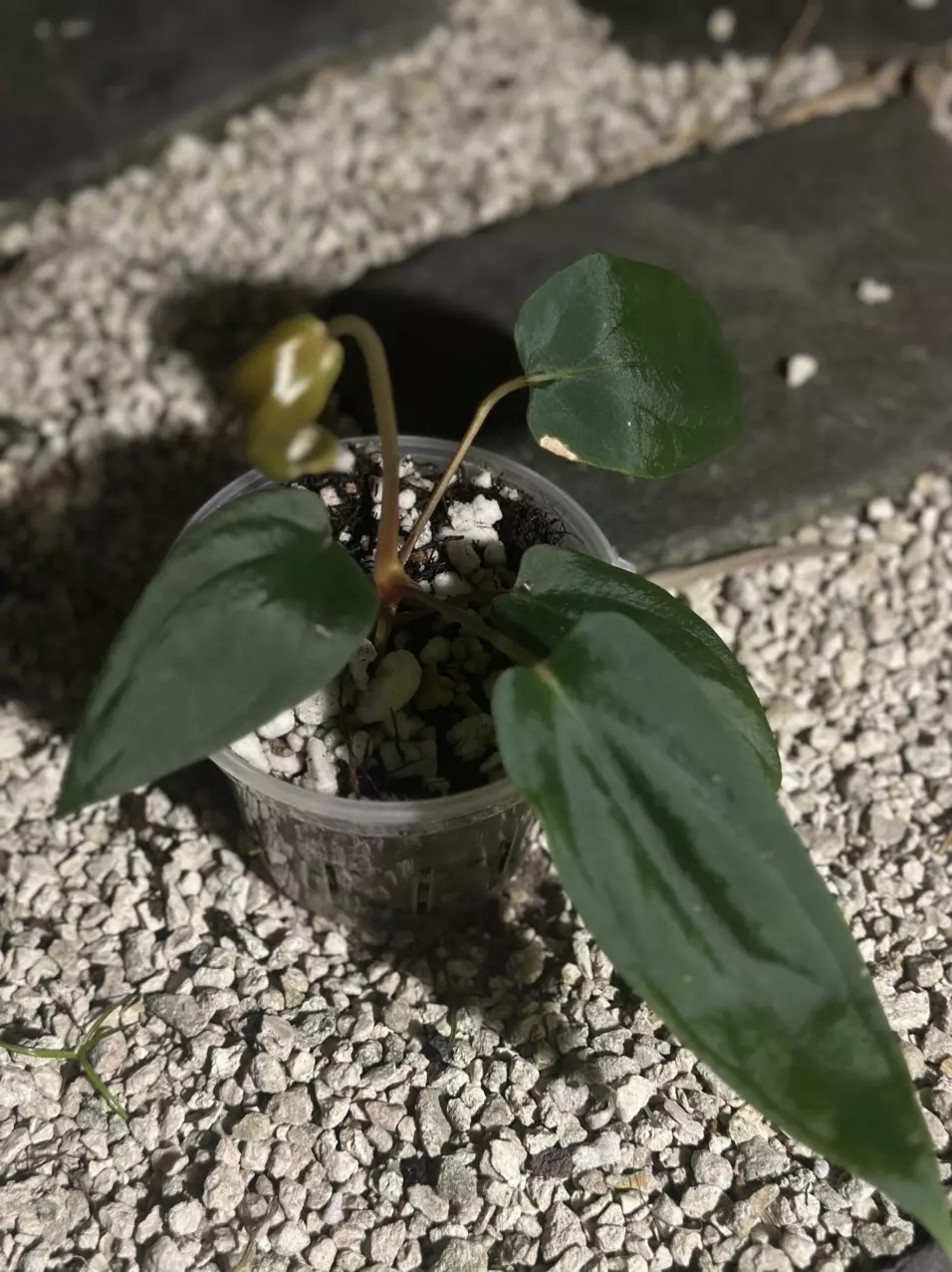 plant/Tezula Carla/Bess x BVEP-1