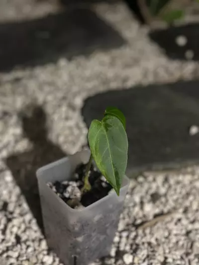 plant/Carla x Indo Port-0-thumbnail