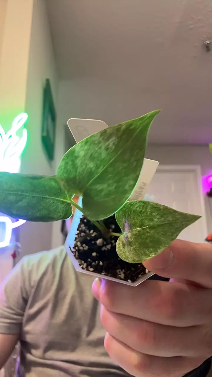 plant/var. anthurium hookeri-0