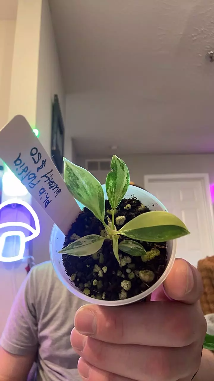 plant/philodendron Florida beauty-0