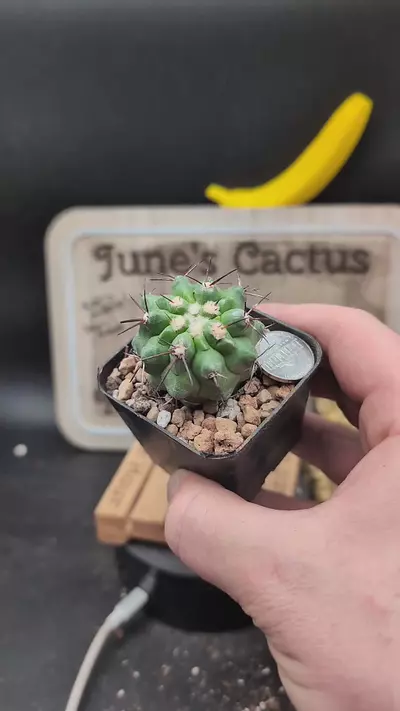plant/m464 copiapoa cinerea hybrid 2.25" pot-0-thumbnail