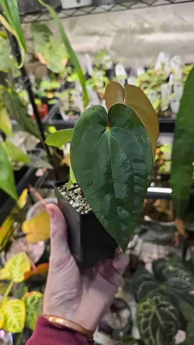 plant/BVEP OG1 x RA1 x Night Dragon-2-thumbnail