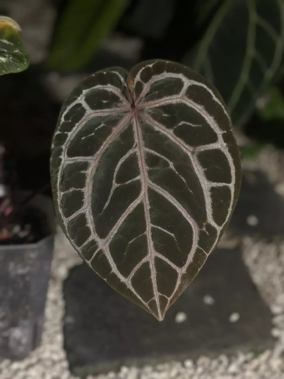 plant/Home Sweet Home 32’ x Red Velvet Cake 24’-0