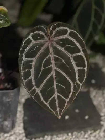 plant/Home Sweet Home 32’ x Red Velvet Cake 24’-0-thumbnail