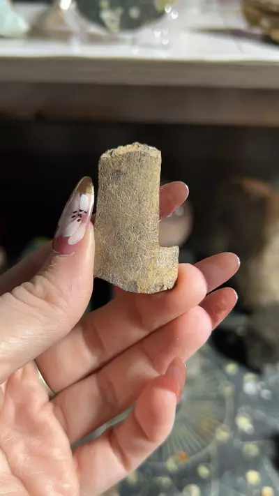 plant/T. rex bone-0-thumbnail