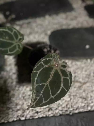 plant/Tezula Red Crystal-1-thumbnail