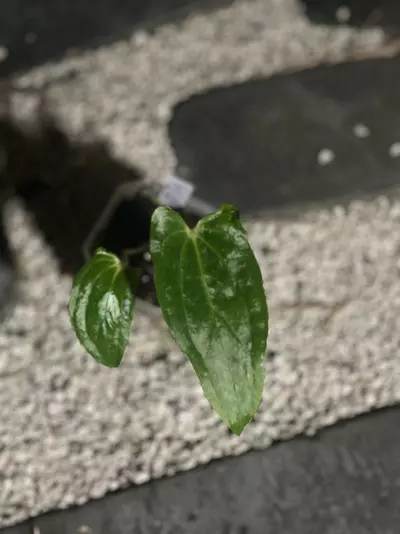 plant/Pap 8 x Soul Reaper-0-thumbnail