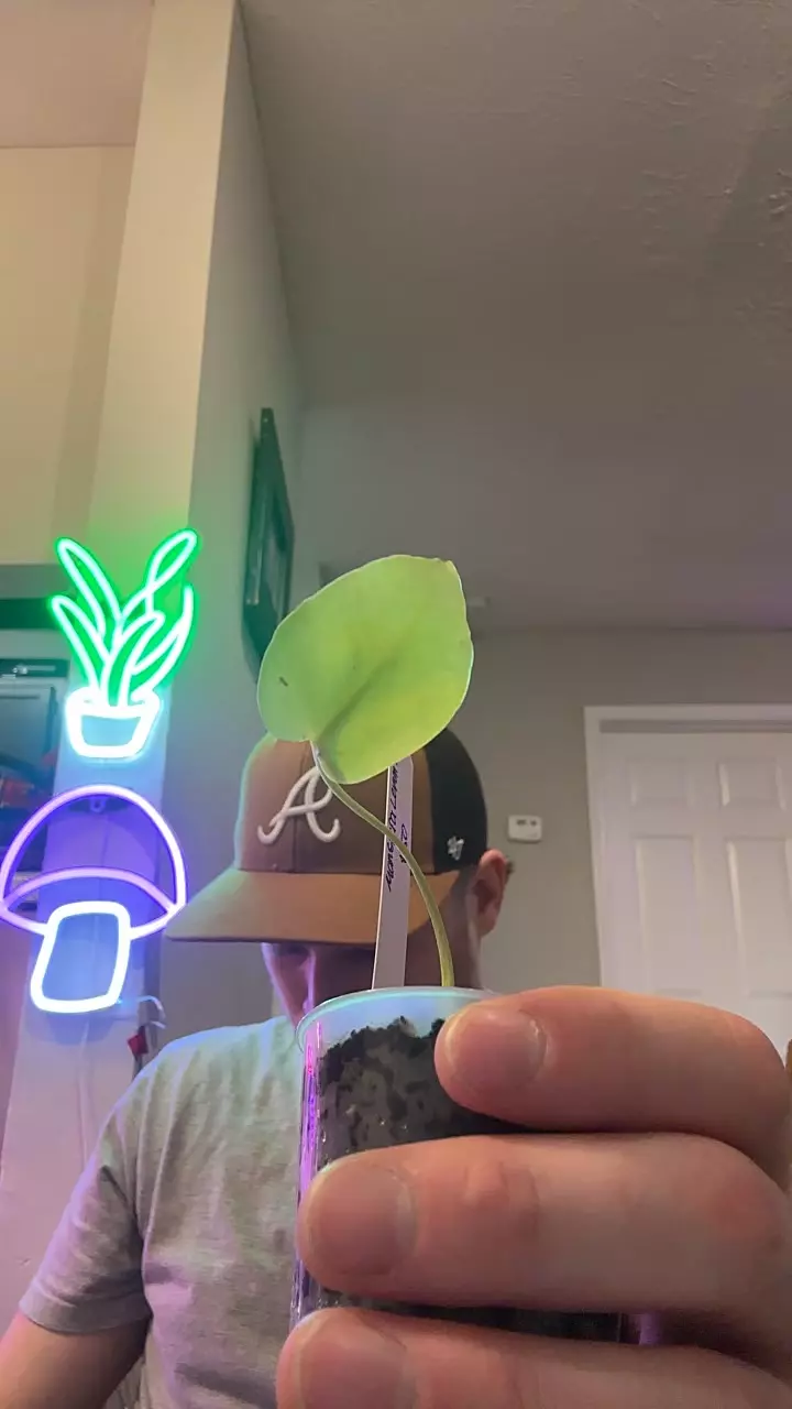 plant/monstera lemon lime-0