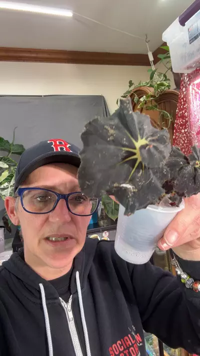 plant/begonia escargot 2-0-thumbnail