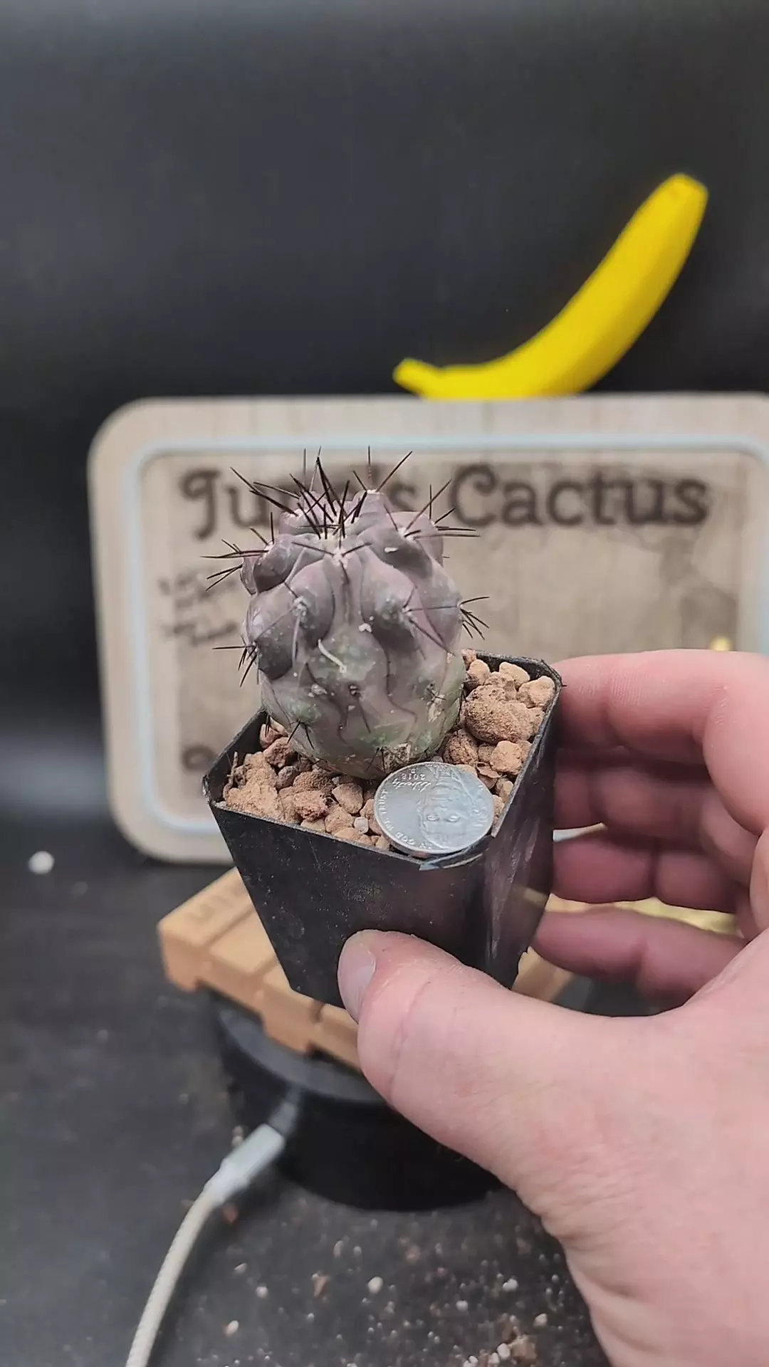 plant/m463 copiapoa cinerea hybrid 2.25" pot-0