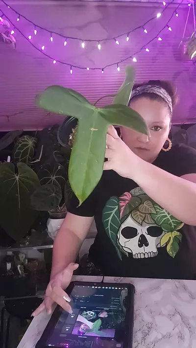 plant/Grex-Avium uncommon find-0-thumbnail