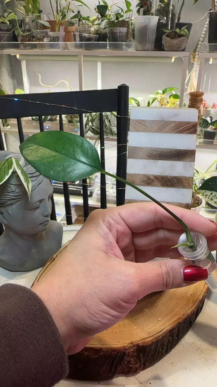 plant/Skeleton Key w new growth-0