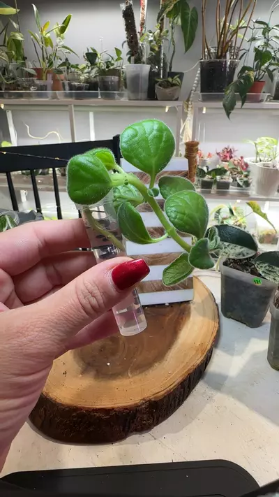 plant/Cuban Oregano - Fragrant-0-thumbnail