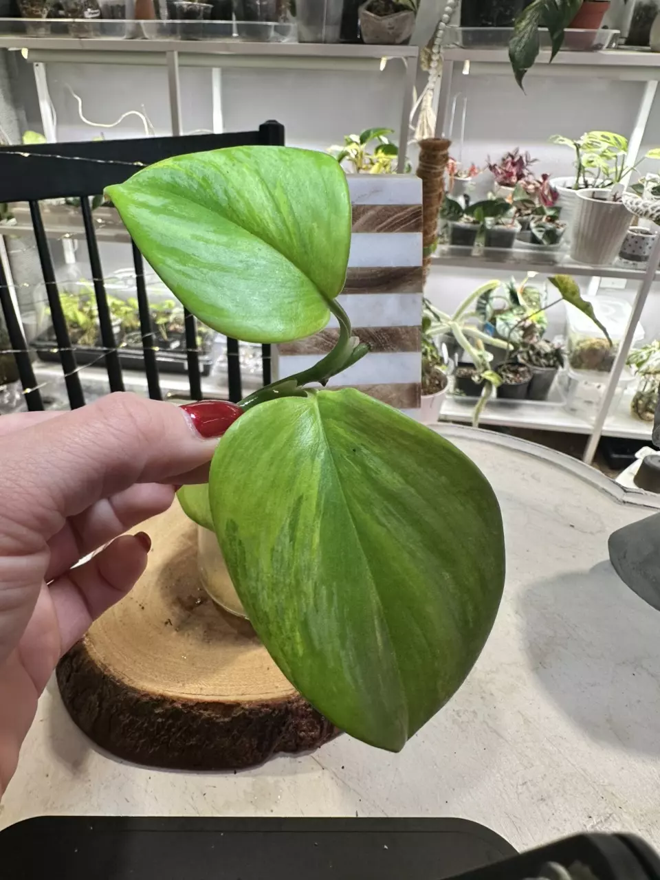 plant/Scindapsus Rubicon-0