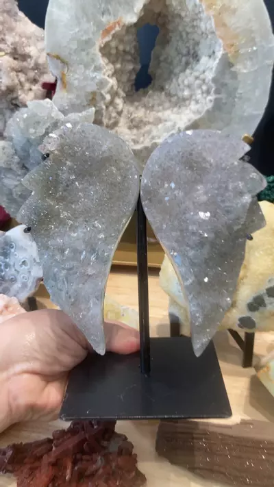 plant/zeolite angel wings-0-thumbnail