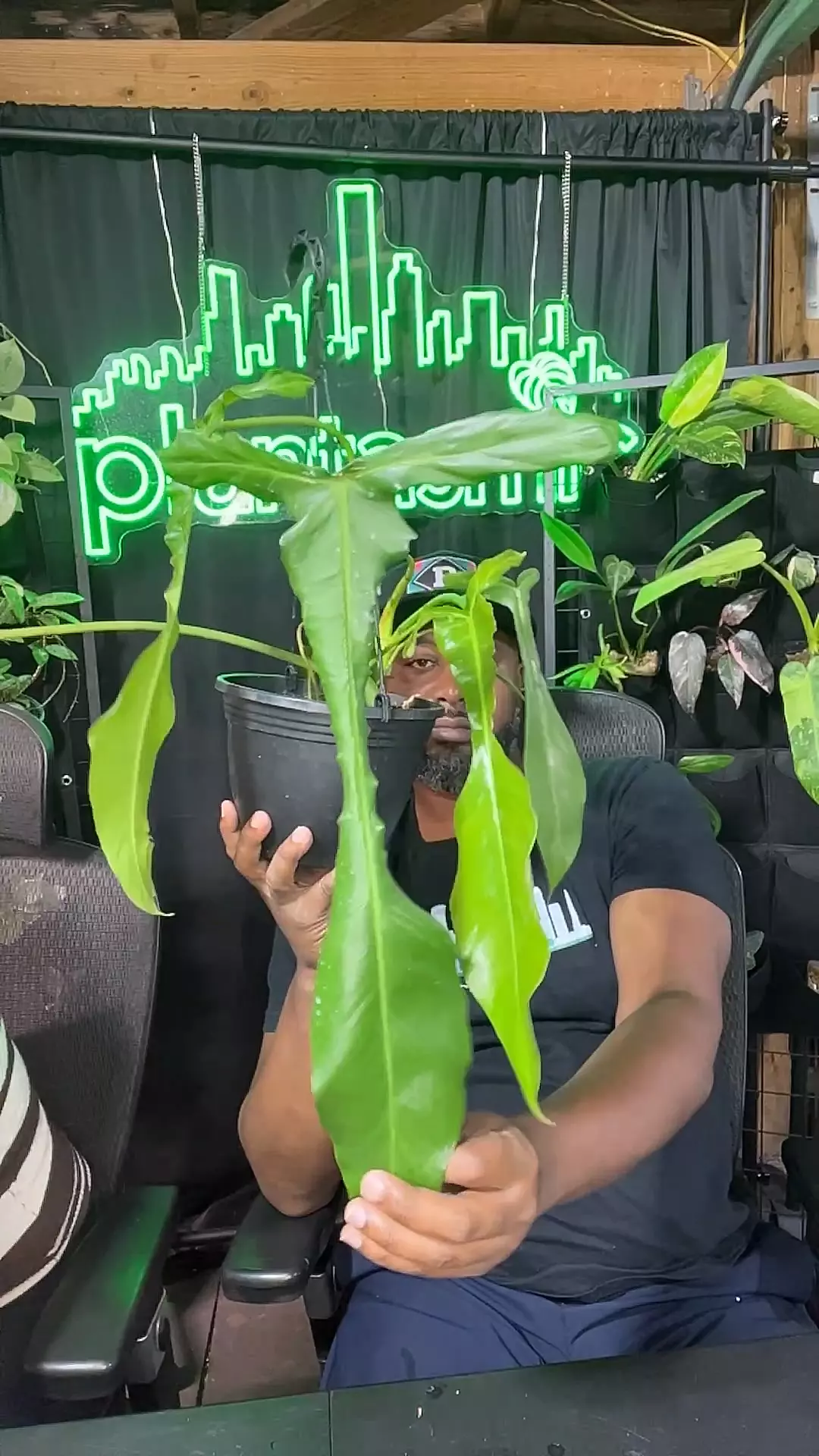 plant/philodendron joeppii large hanging basket-0