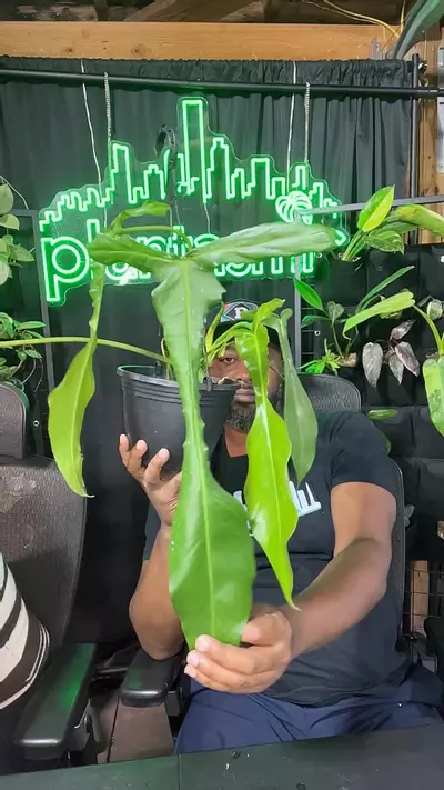 plant/philodendron joeppii large hanging basket-0-thumbnail