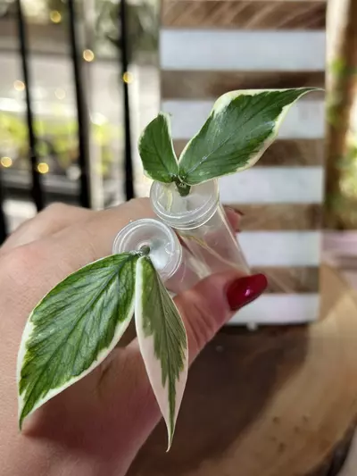 plant/Polyneura Albomarginata-0-thumbnail