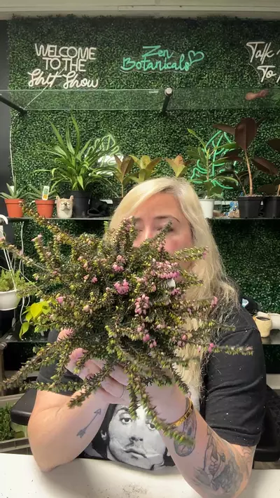 plant/Heather-0-thumbnail