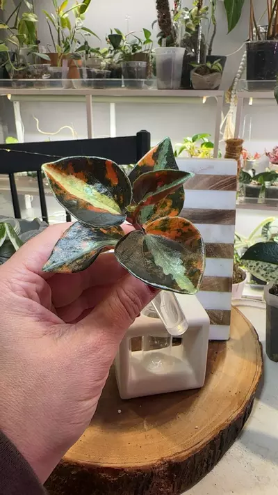 plant/Peperomia Orange Creme Brûlée-0-thumbnail