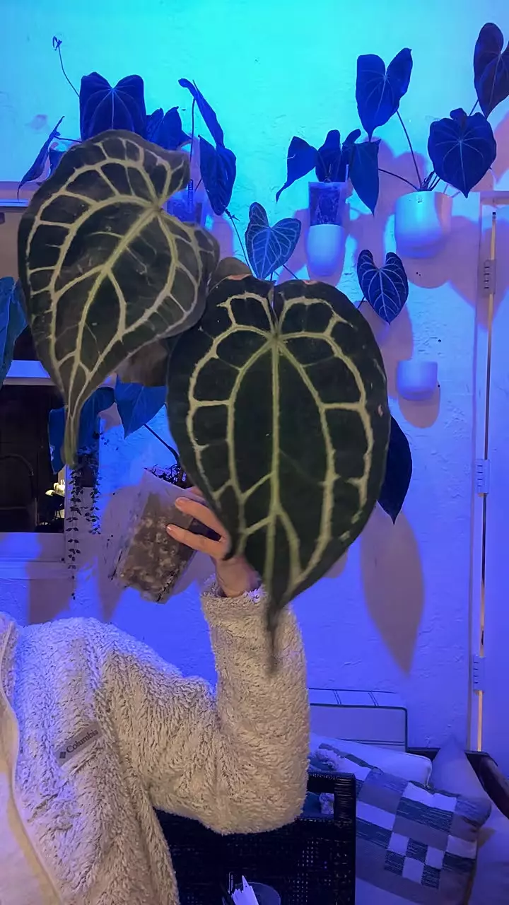 plant/Tezula Karma Widow Carla/Mag x BWM-0