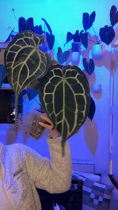 plant/Tezula Karma Widow Carla/Mag x BWM-0-thumbnail