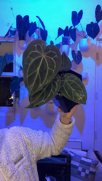 plant/BB_Tropicals Block F2 x BWM-0-thumbnail