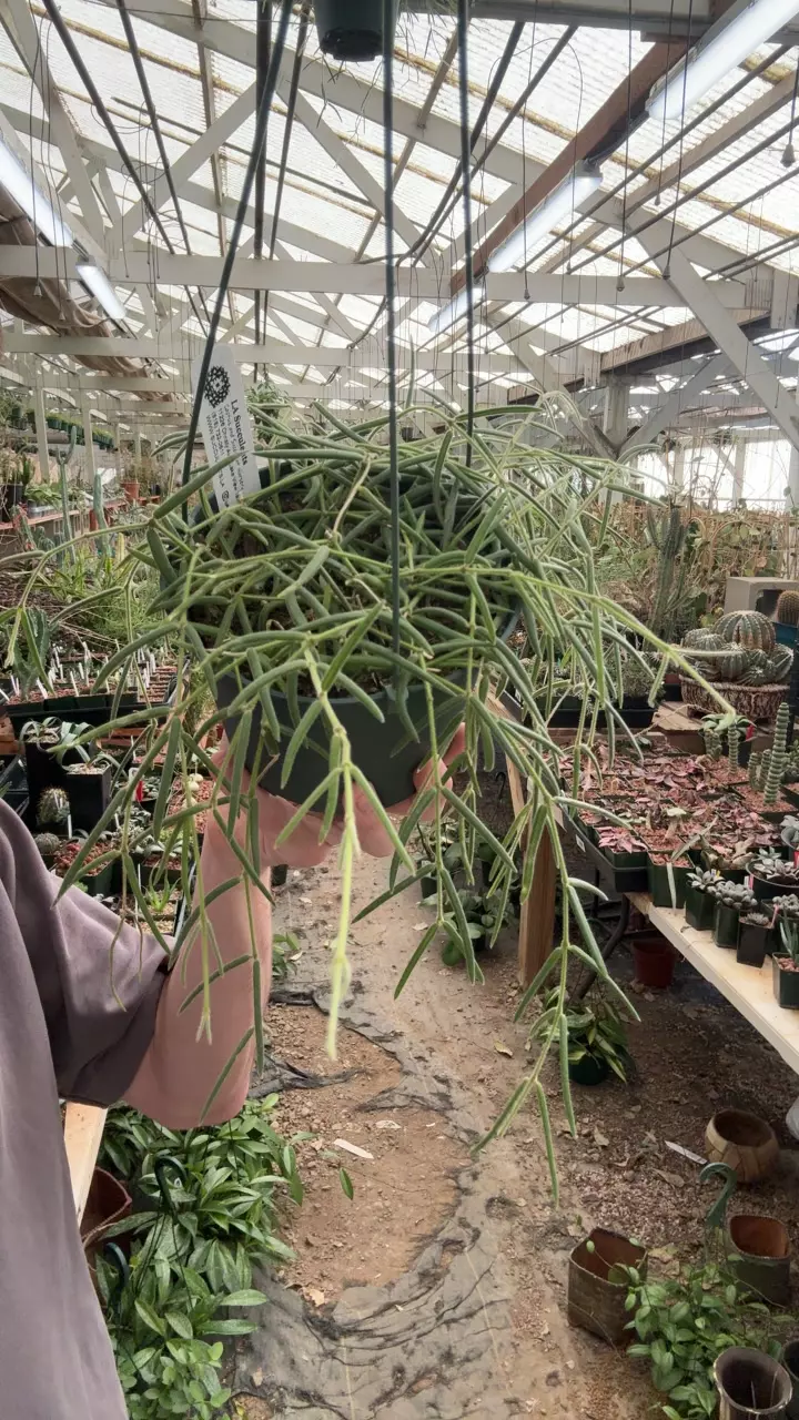 plant/H372 linearis-0