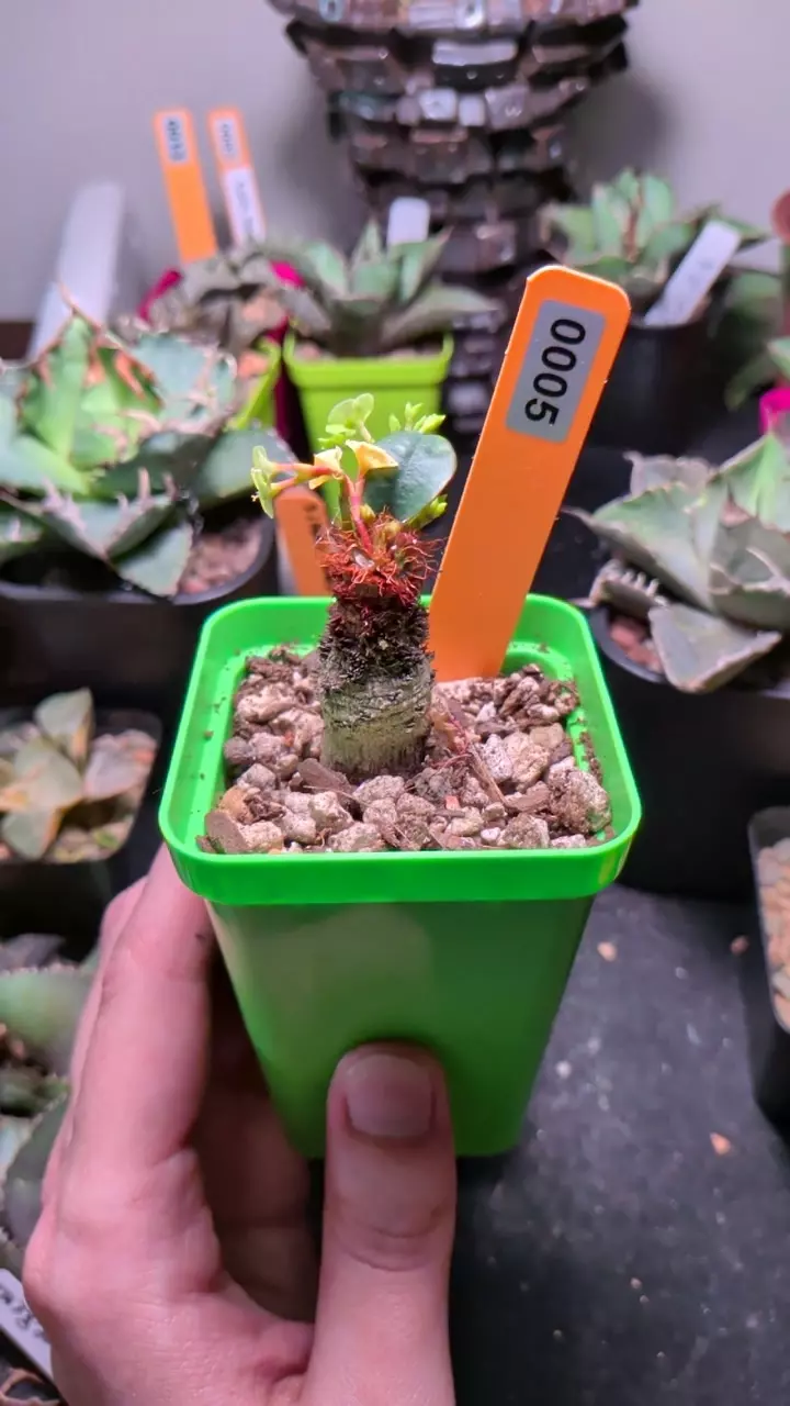 plant/euphorbia ramena-0